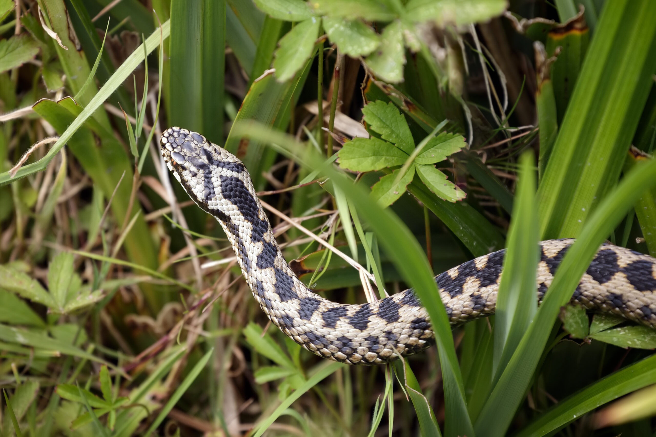 Adder Bites