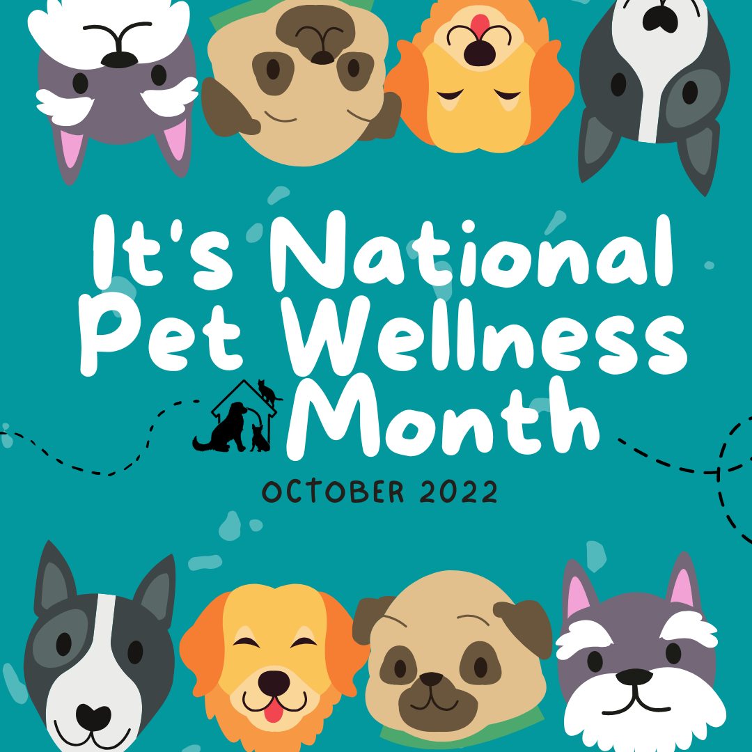 Pet wellness month – oct 2022