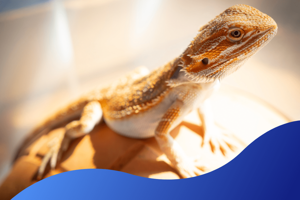 British veterinary association on EXOTIC PETS