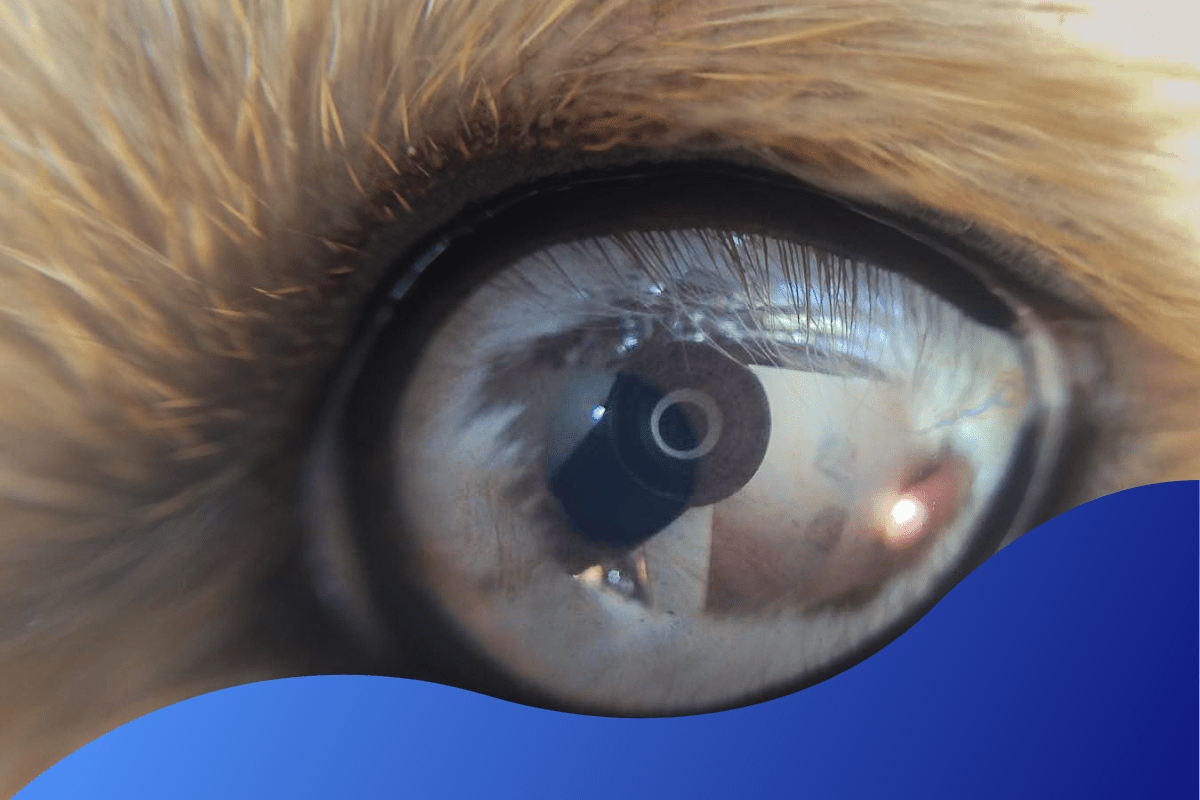 Dog Eye Health