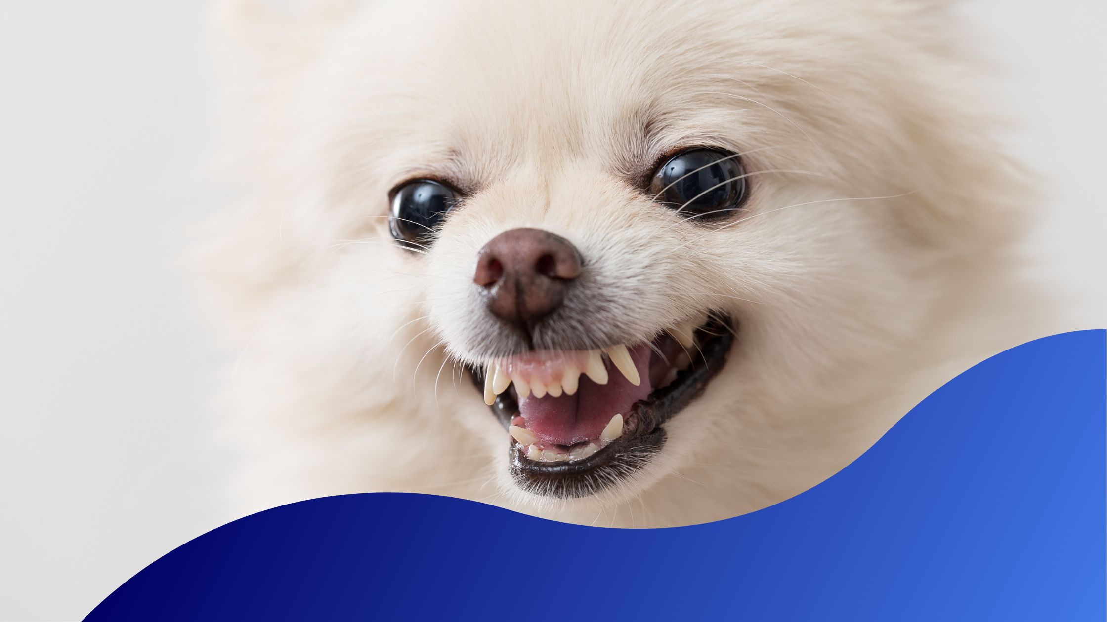 Dental Disease In Dogs