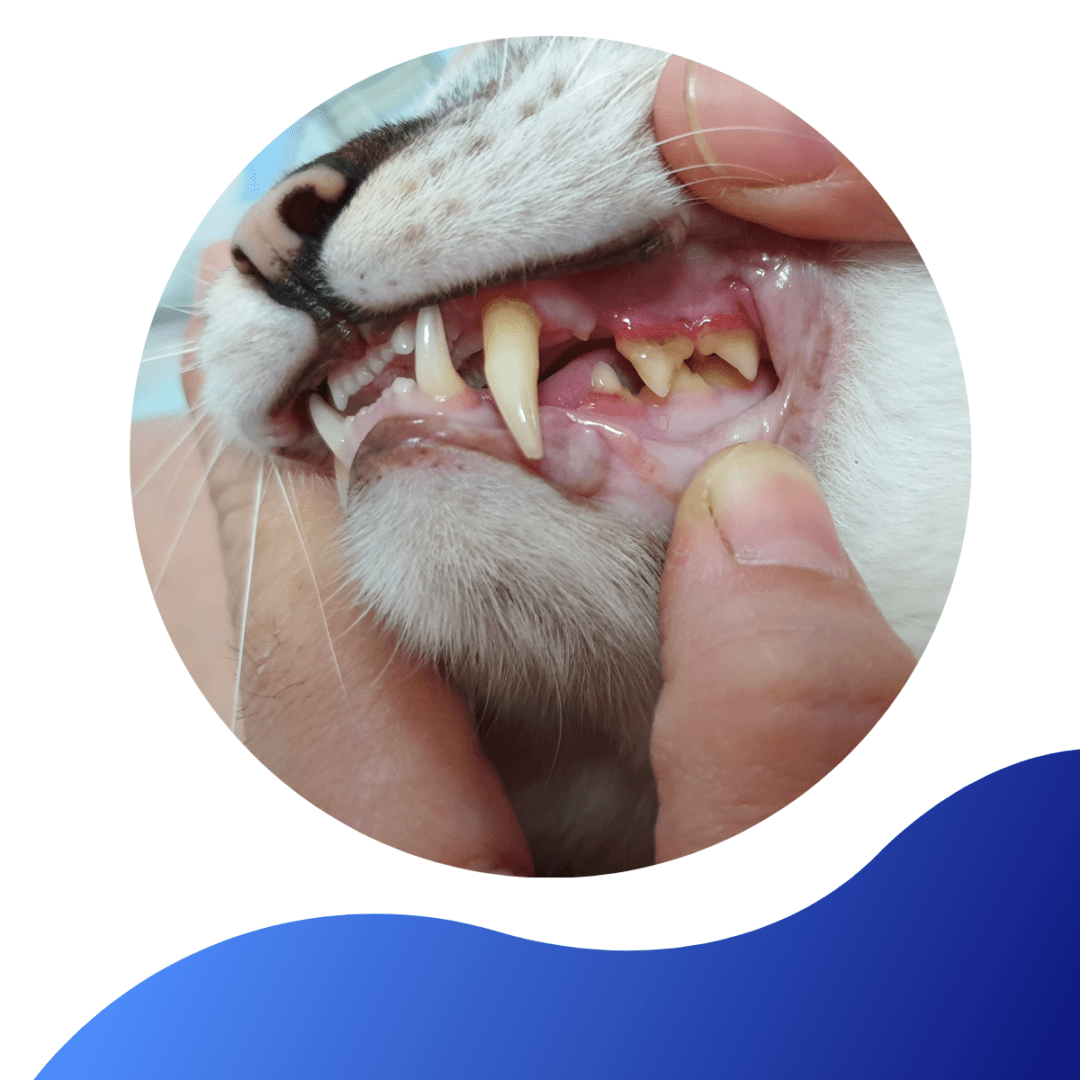 Dental Disease In Cats Warren House Veterinary Centre