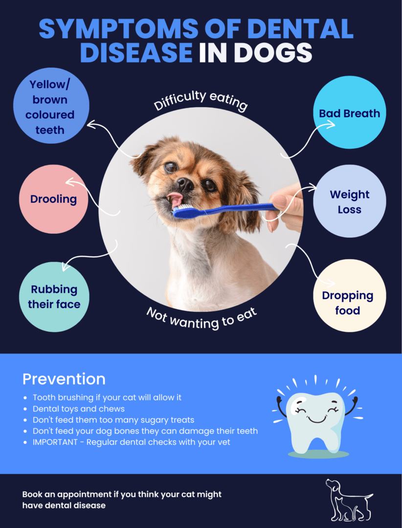 Dental Disease In Dogs - Warren House Veterinary Centre