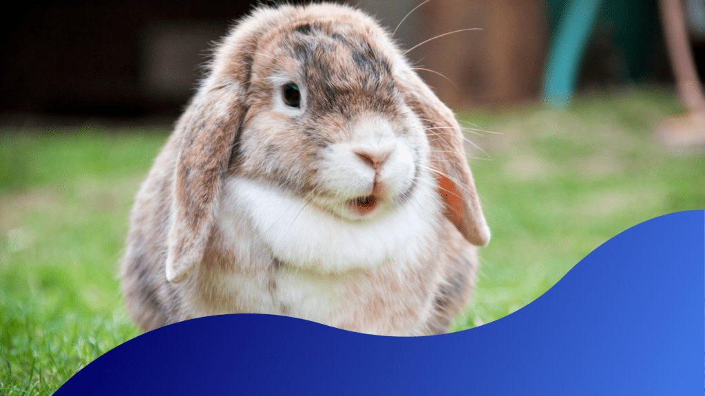 Vaccinating My Rabbit Prevents? Warren House Veterinary Centre