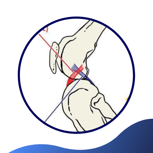 Cruciate Ligament Surgery Warren House Veterinary Centre 3626