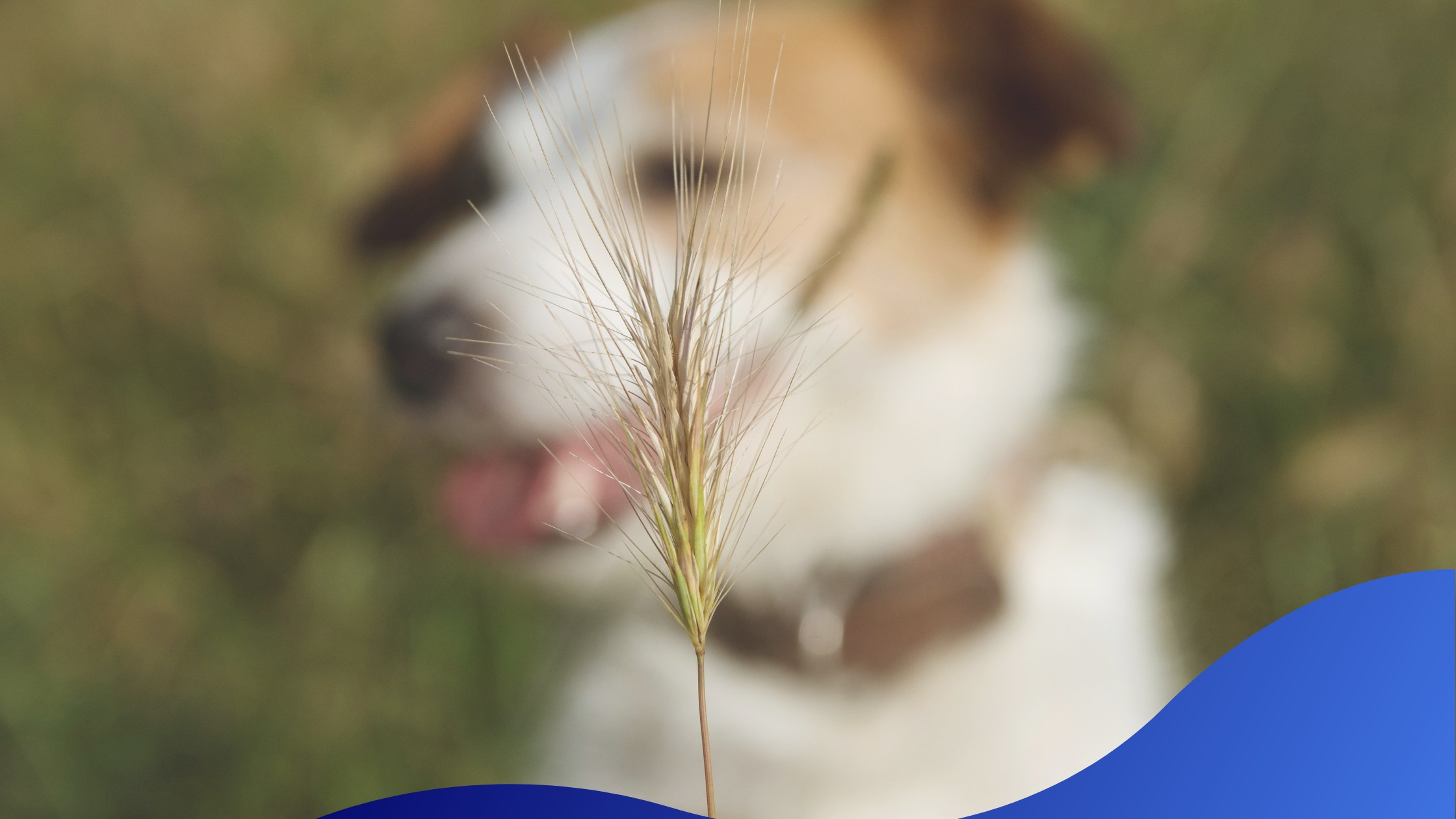 Grass Seeds and Dogs