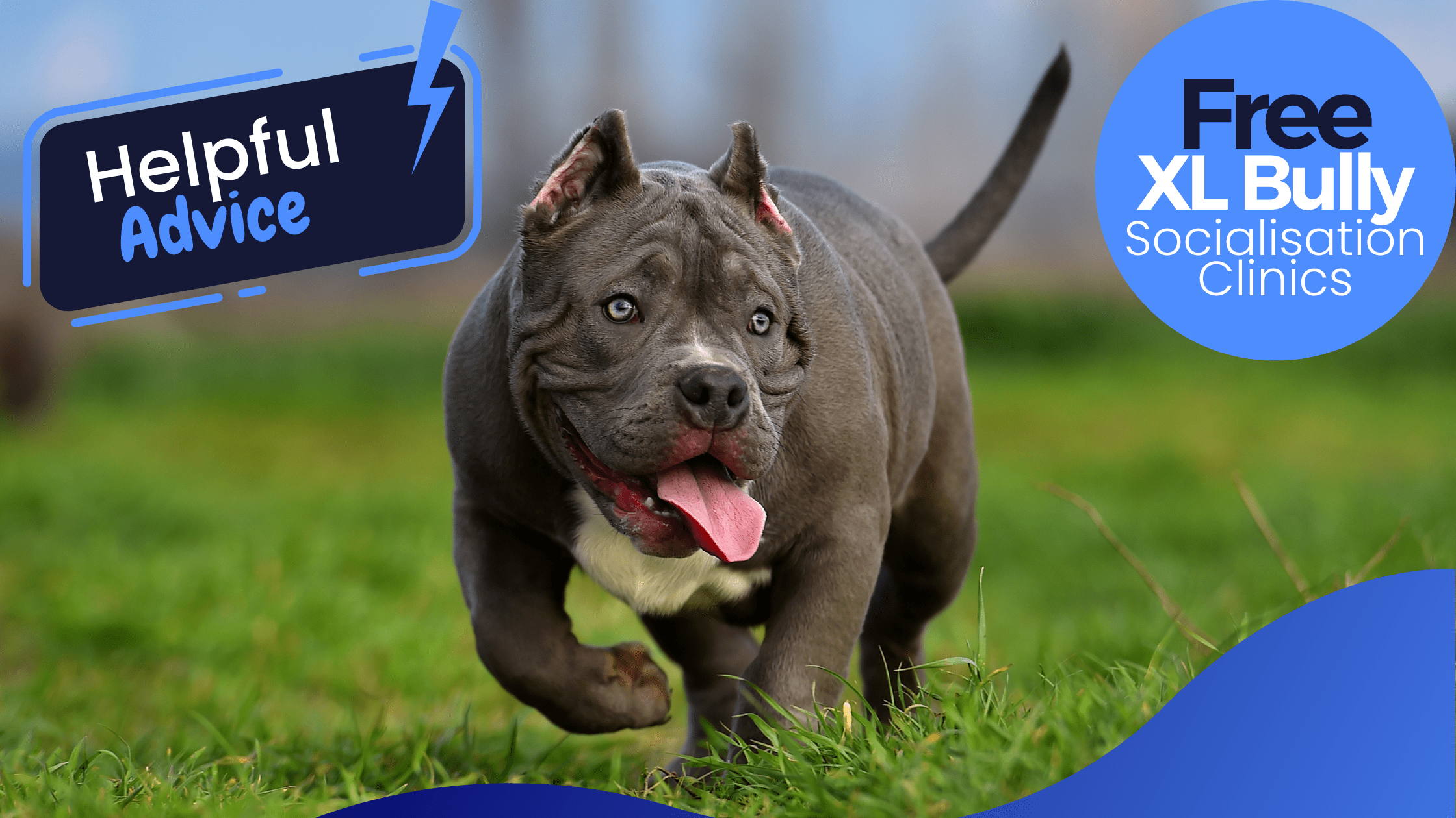 American XL Bully Dog Training Blog