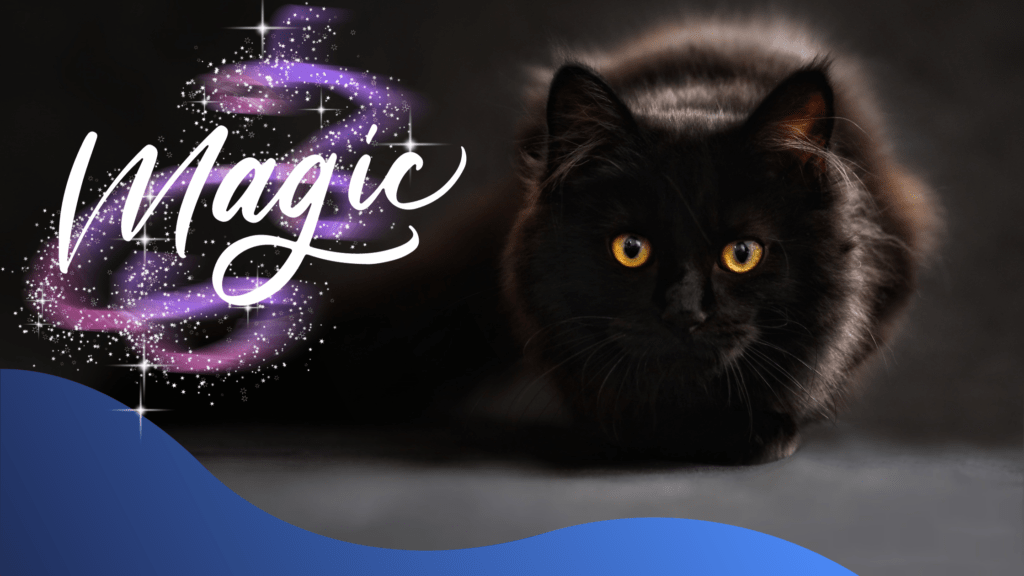 Transform your cat for National Black Cat Day 2021