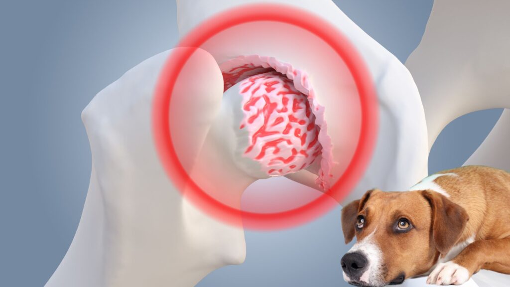 Hip pain outlet in dogs symptoms