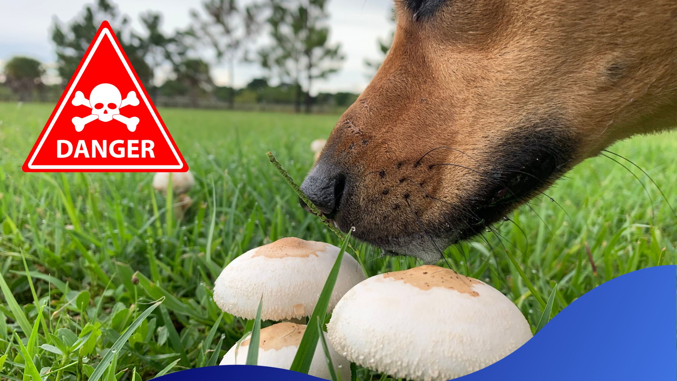 Beware Of The Mushrooms Warren House Veterinary Centre