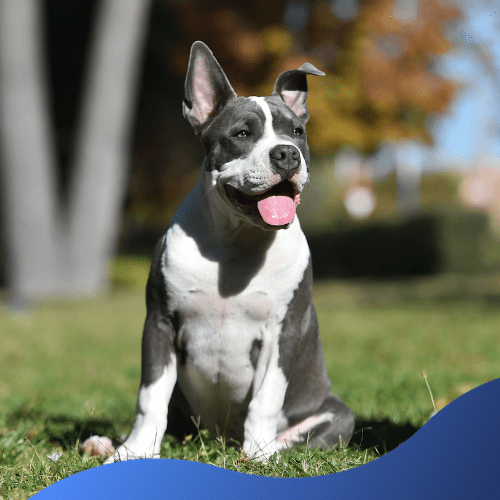 XL Bully dog ban - Holmer Veterinary Surgery