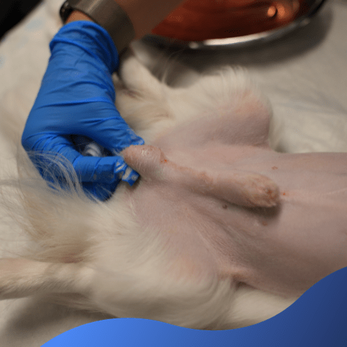 Retained Testicles In Pets Warren House Veterinary Centre