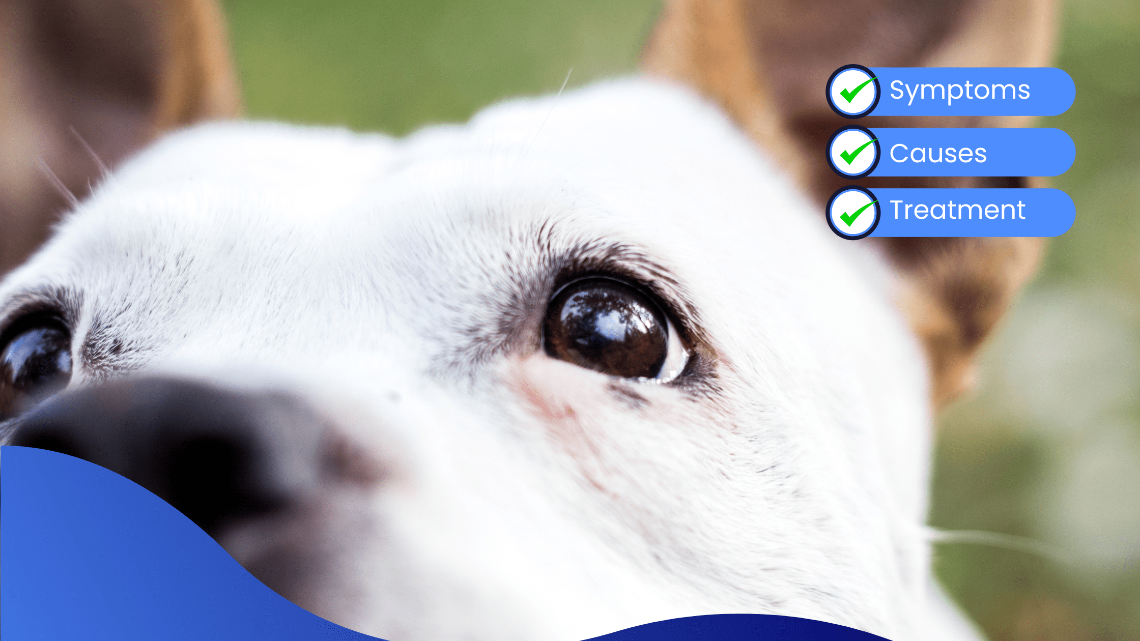 Corneal Conditions In Dogs