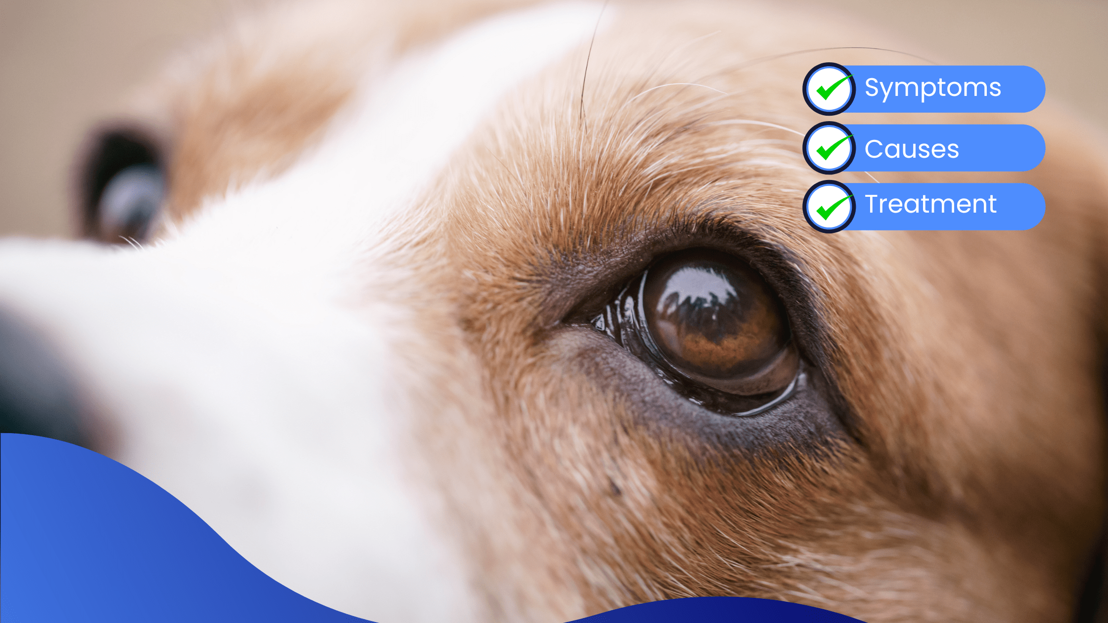 Eyelid Conditions In Pets