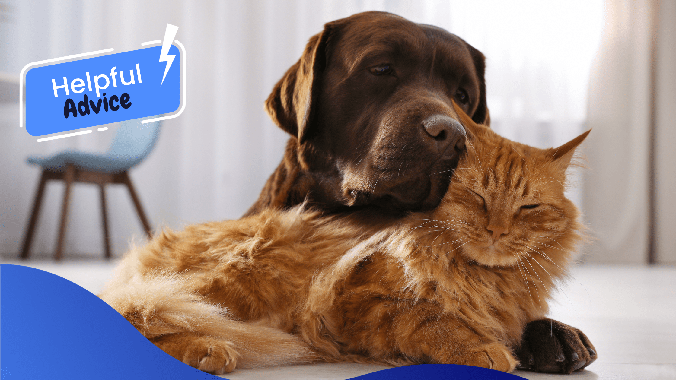 Urinary Problems In Cats & Dogs