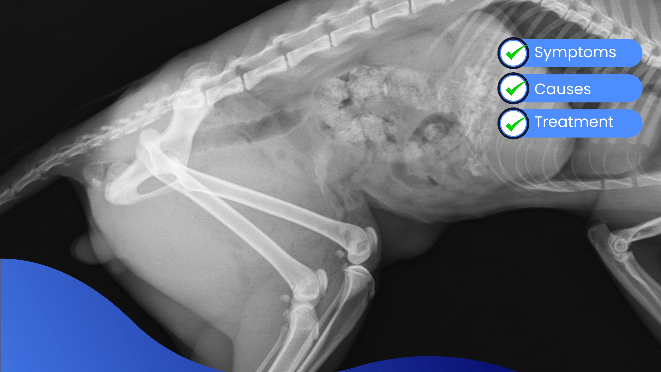 Hip Luxation In Cats and Dogs Warren House Veterinary Centre