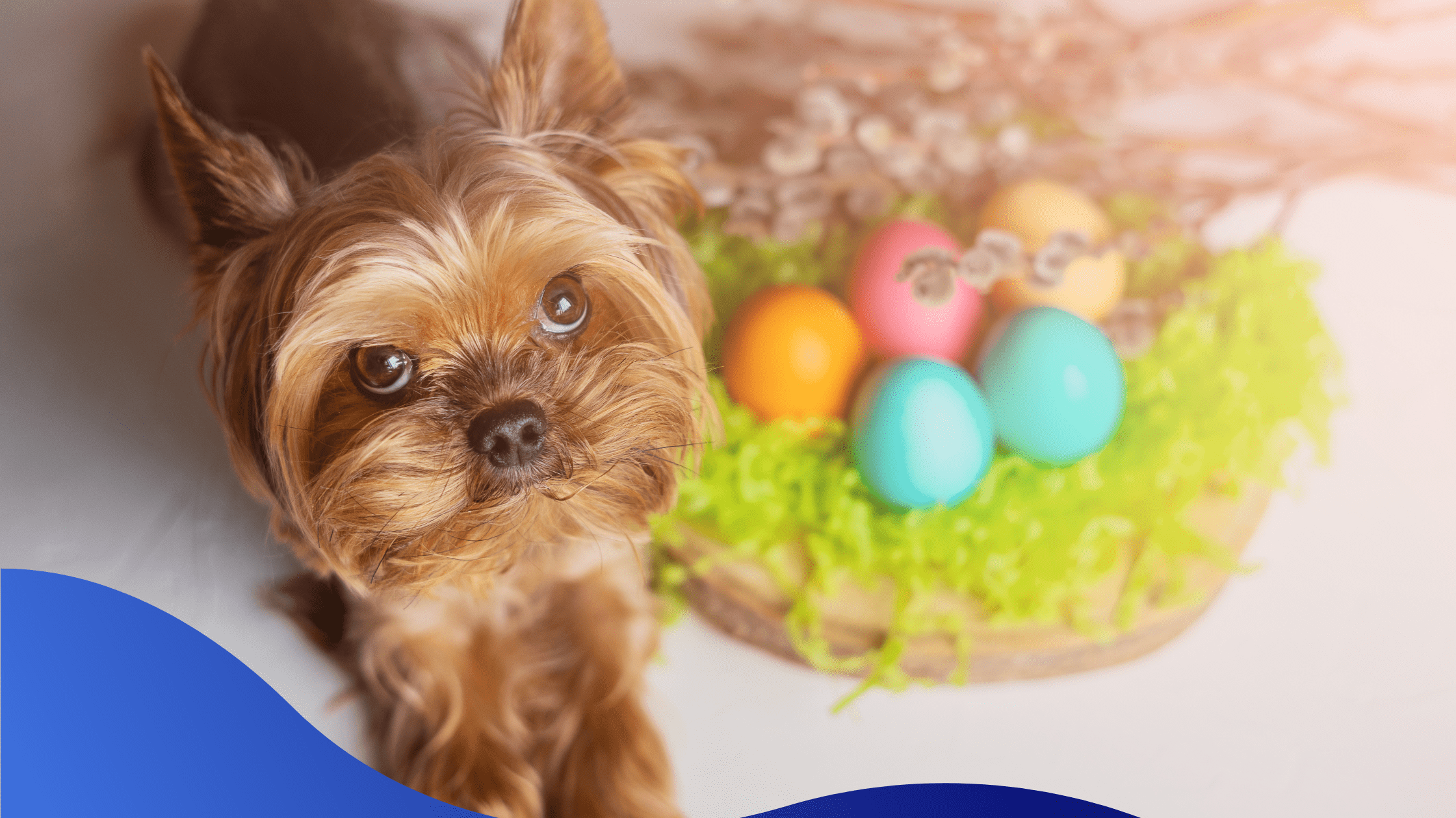 Easter Health Tips For Pets