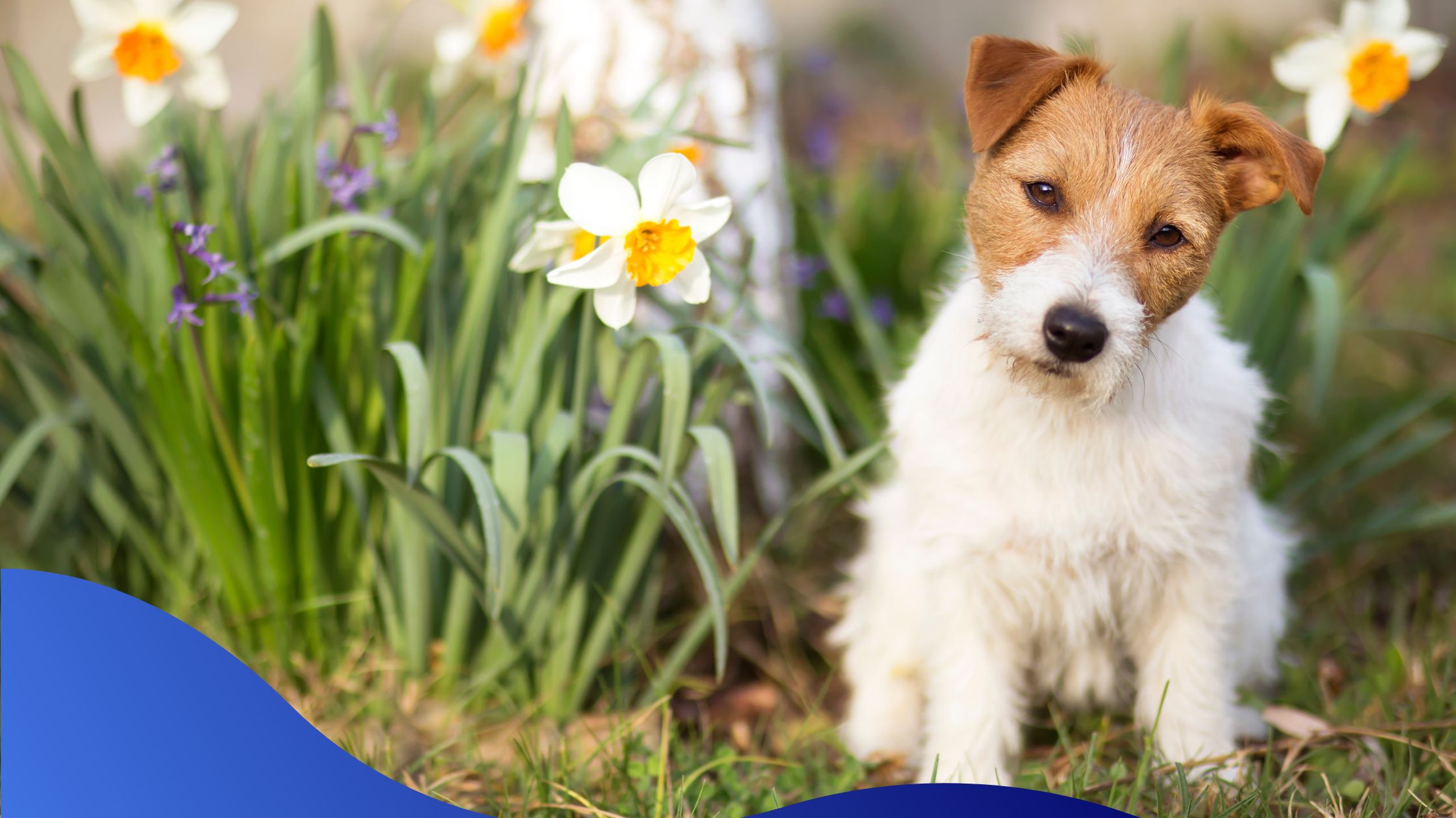 Spring Health Tips For Dogs