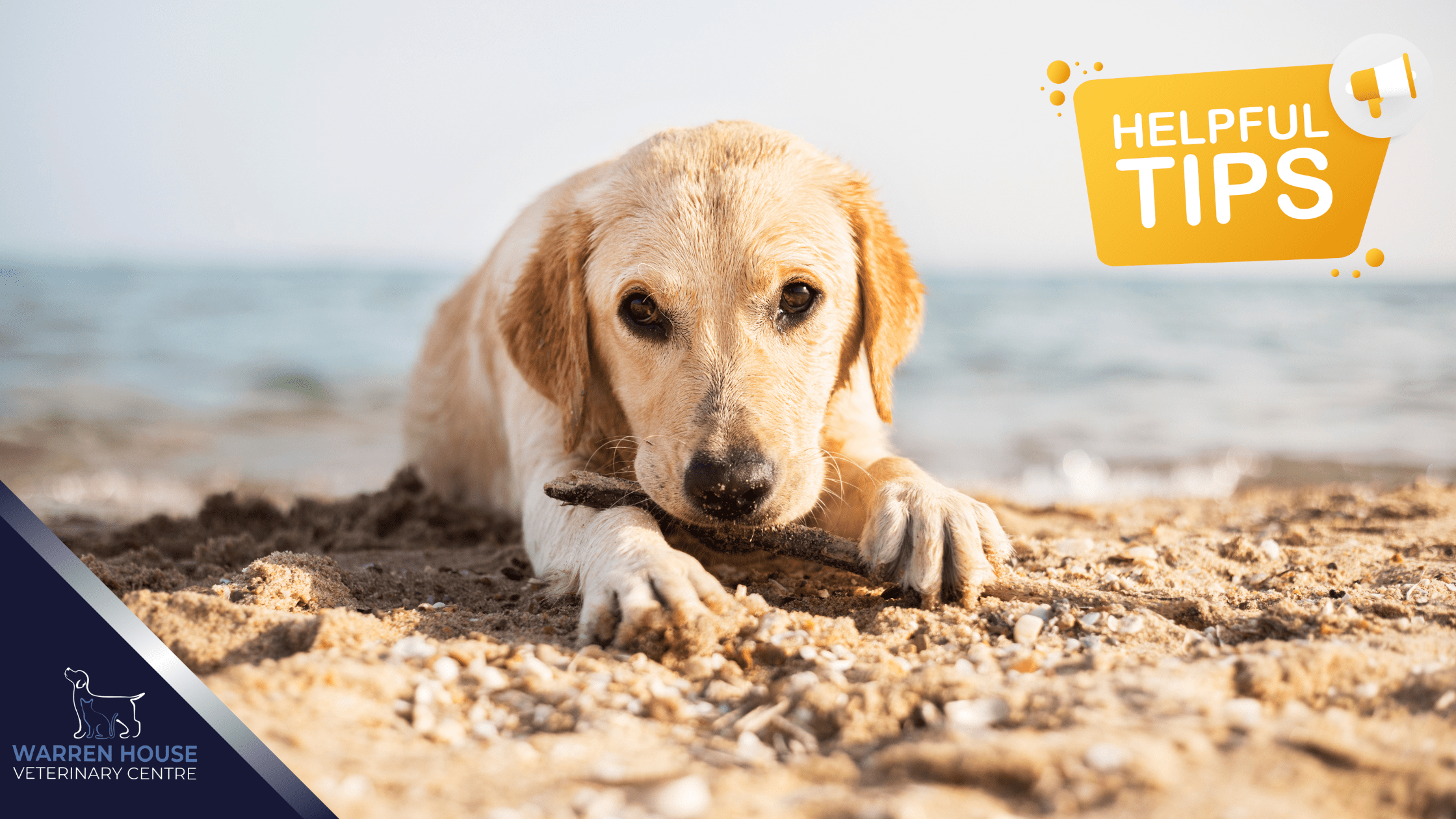 Holiday Beach Safety Tips – For Dogs