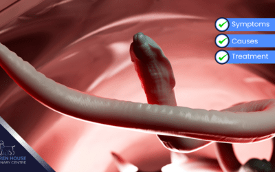 Roundworms In Pets