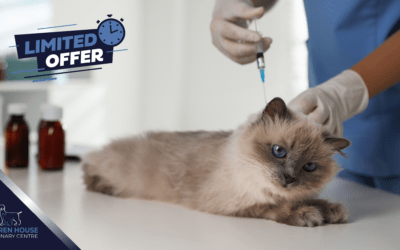 Vaccines – Keep Your Pet Protected