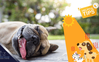 Summer Safety for Pets